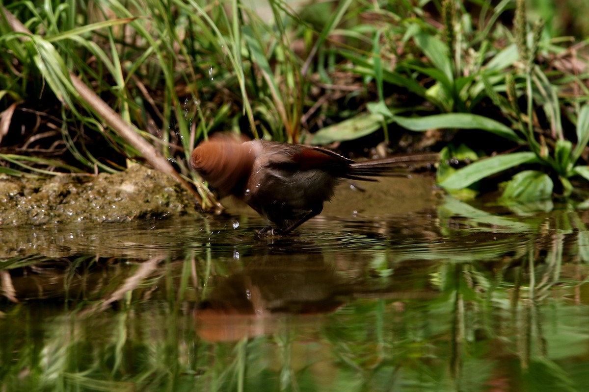 济南长清区张夏镇梨枣峪村拍鸟