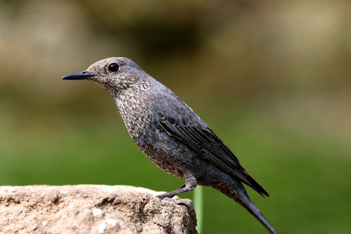 济南长清区张夏镇梨枣峪村拍鸟