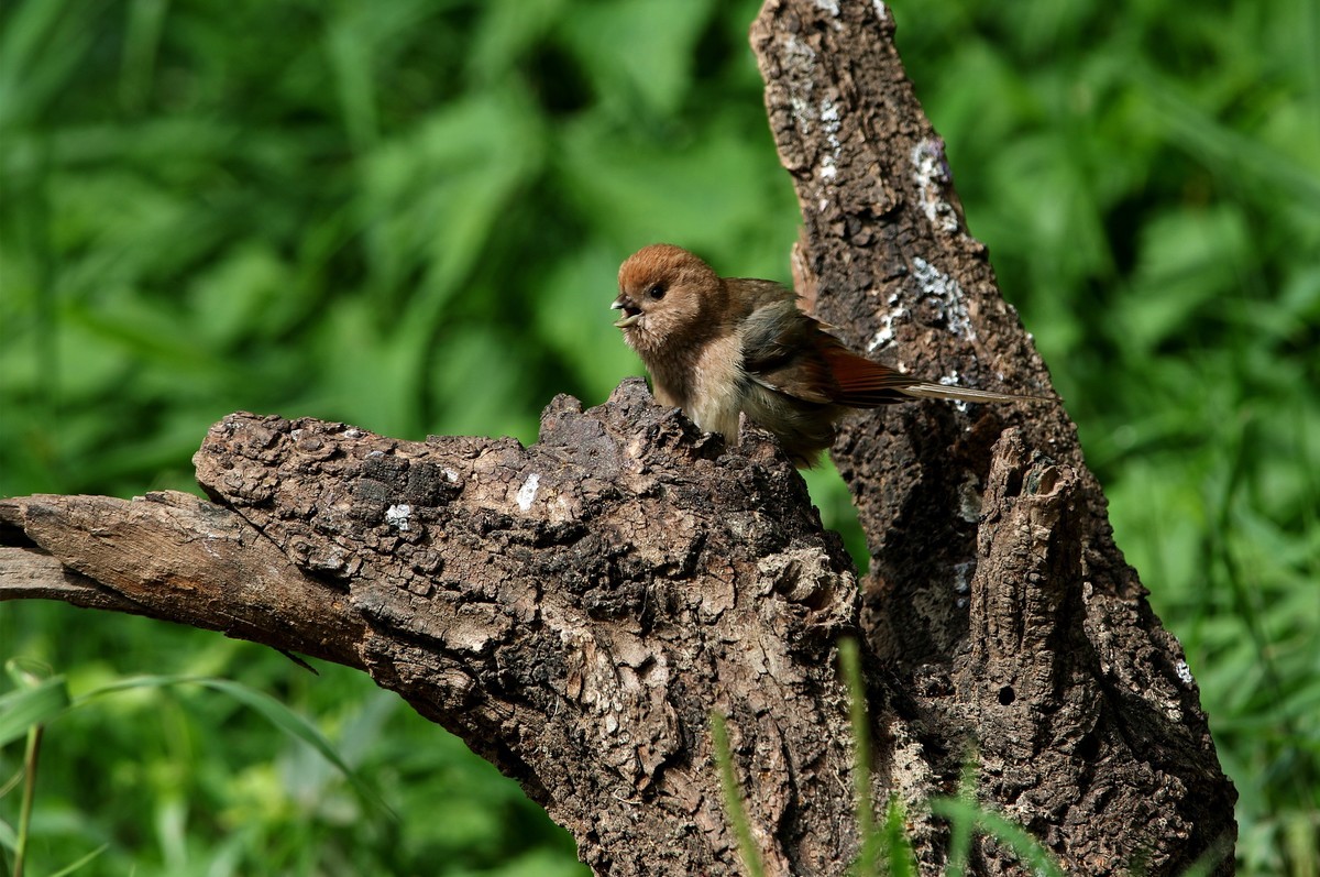 济南长清区张夏镇梨枣峪村拍鸟