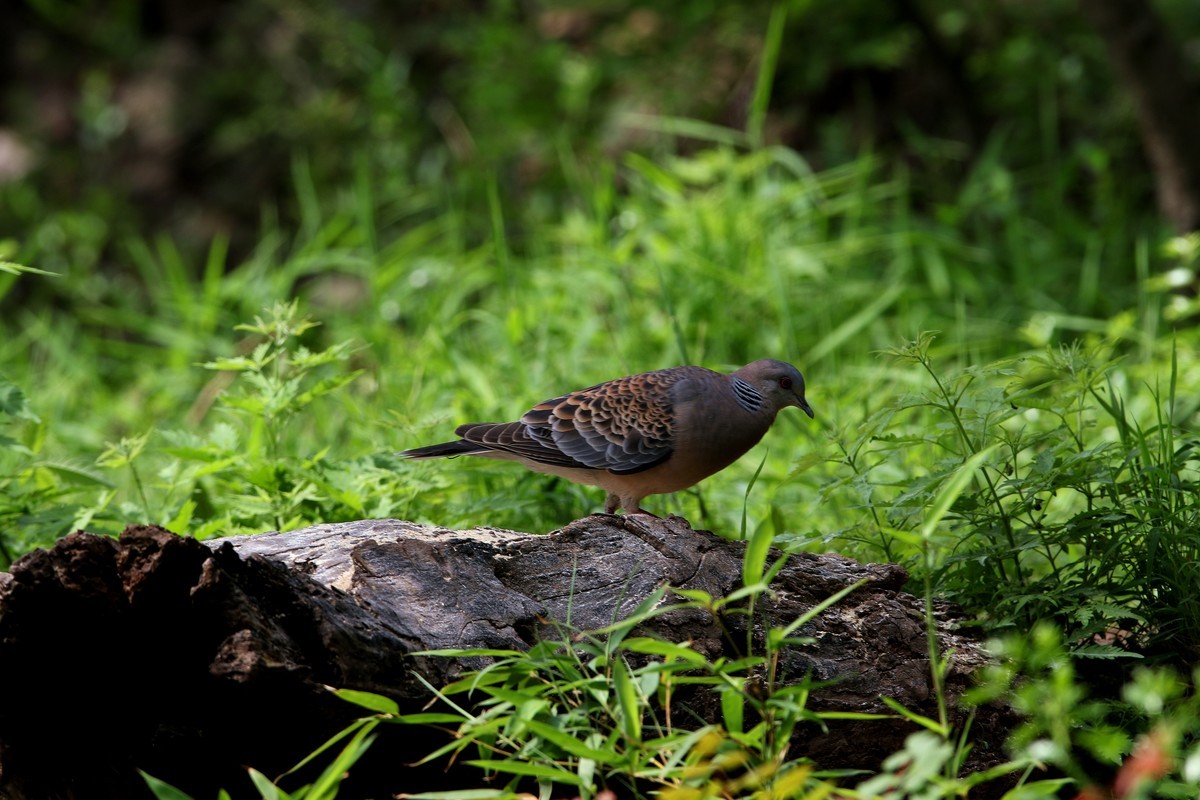 济南长清区张夏镇梨枣峪村拍鸟