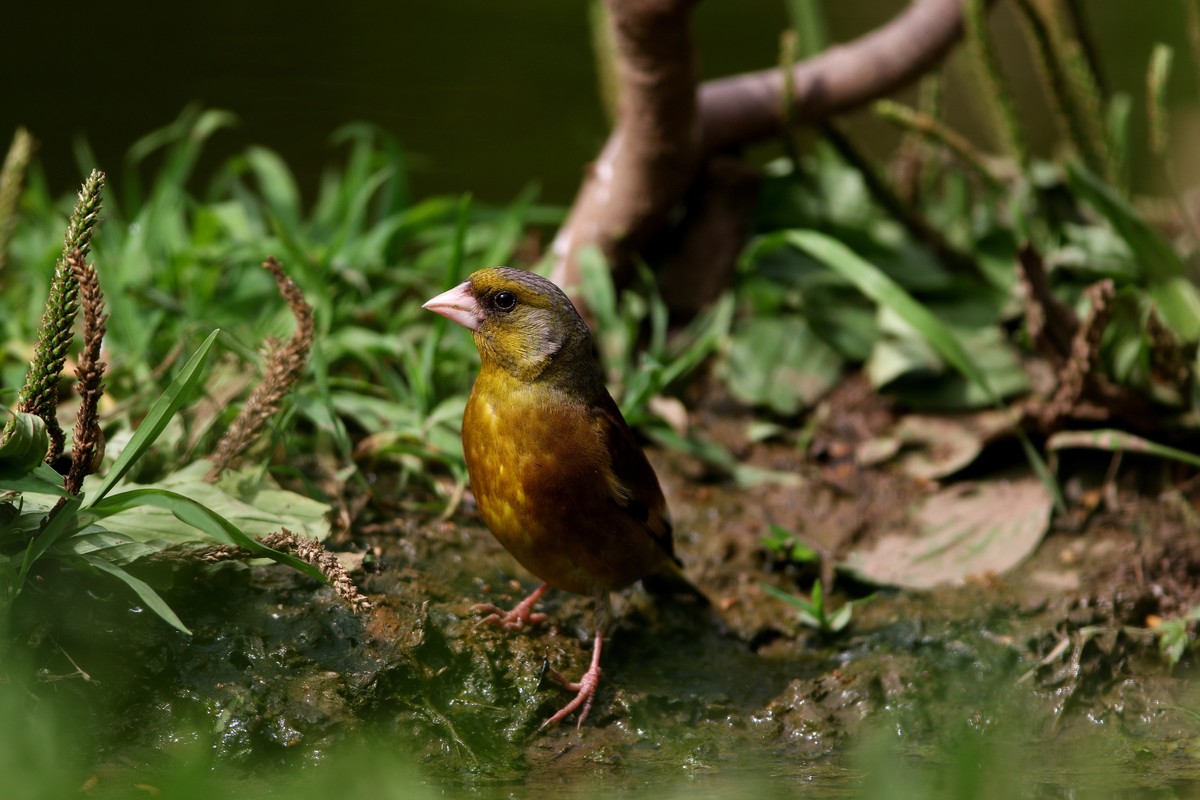 济南长清区张夏镇梨枣峪村拍鸟