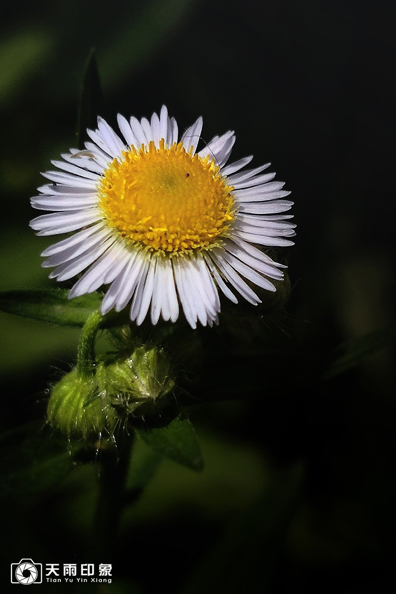 大自然赐给人类的天使——野菊花