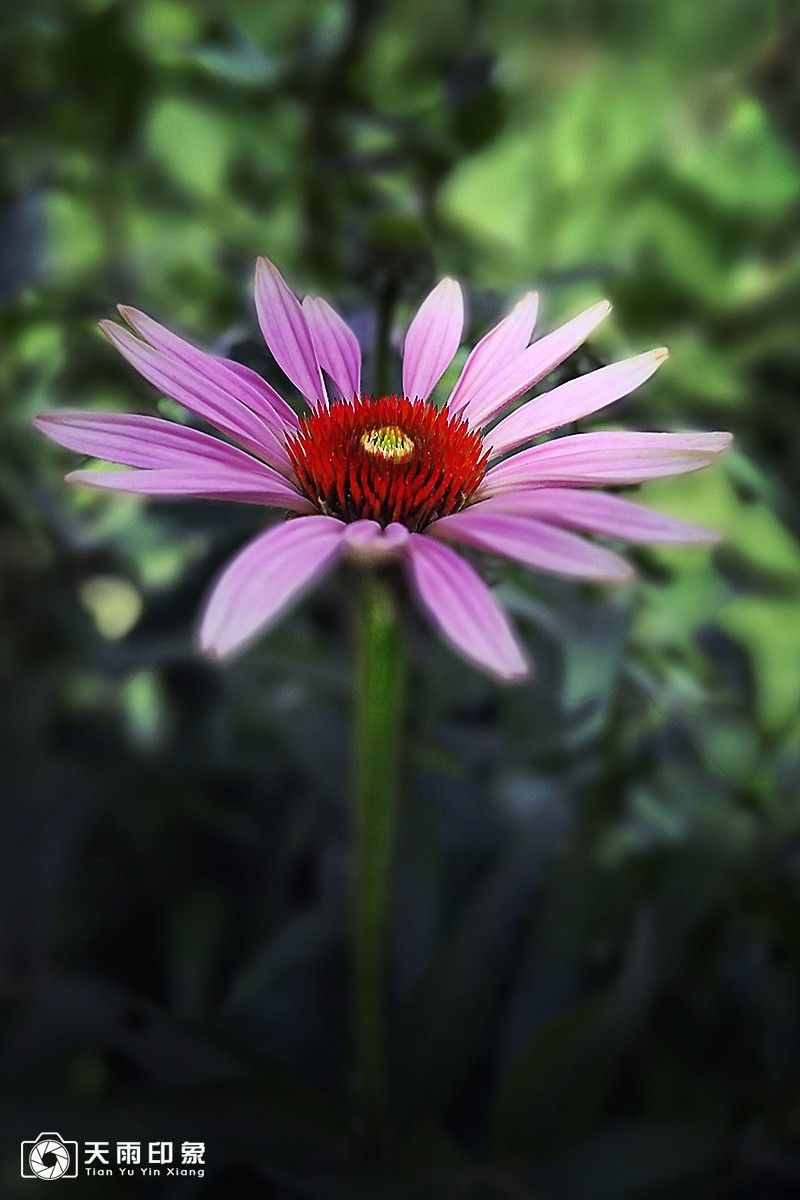 大自然赐给人类的天使——野菊花