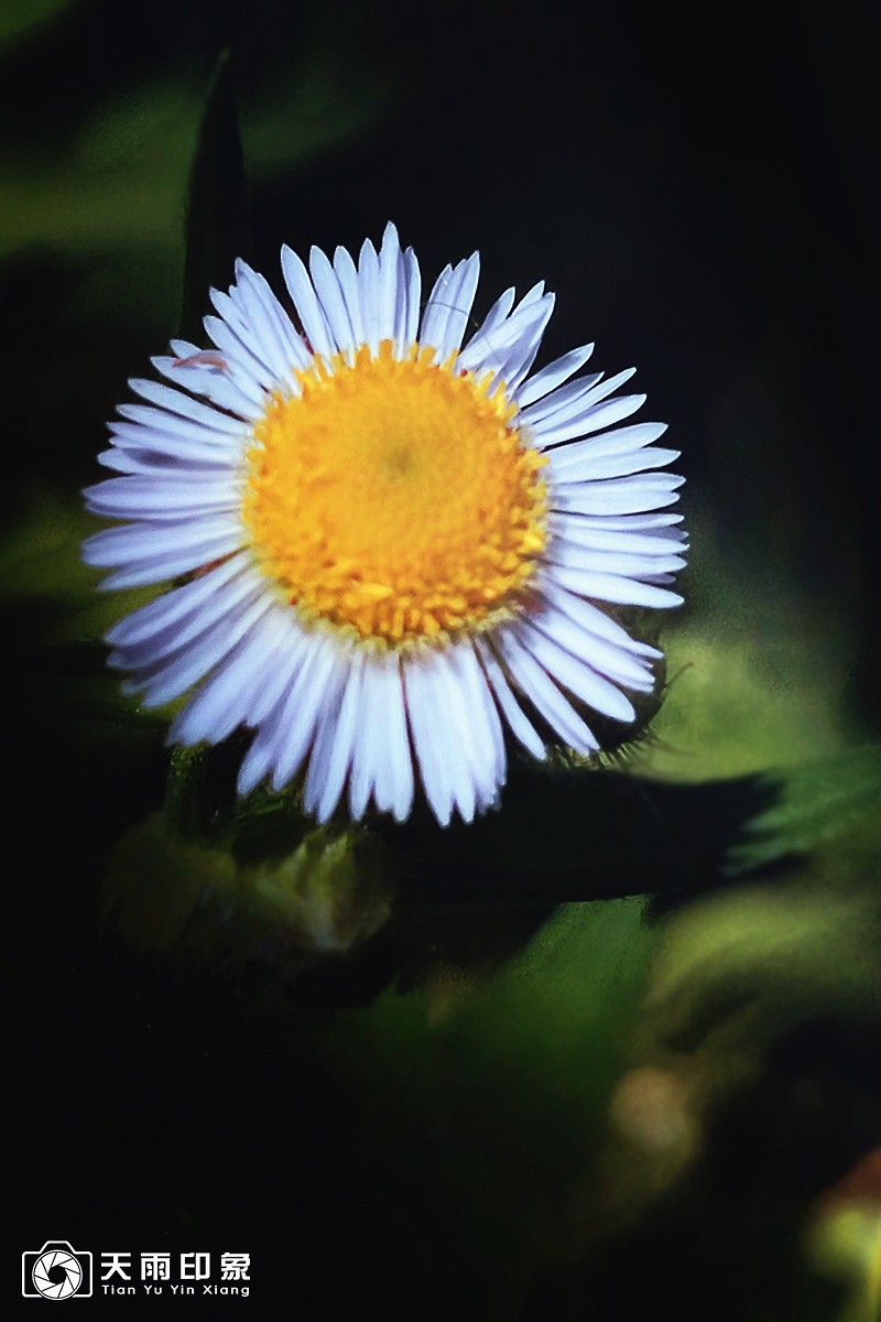 大自然赐给人类的天使——野菊花