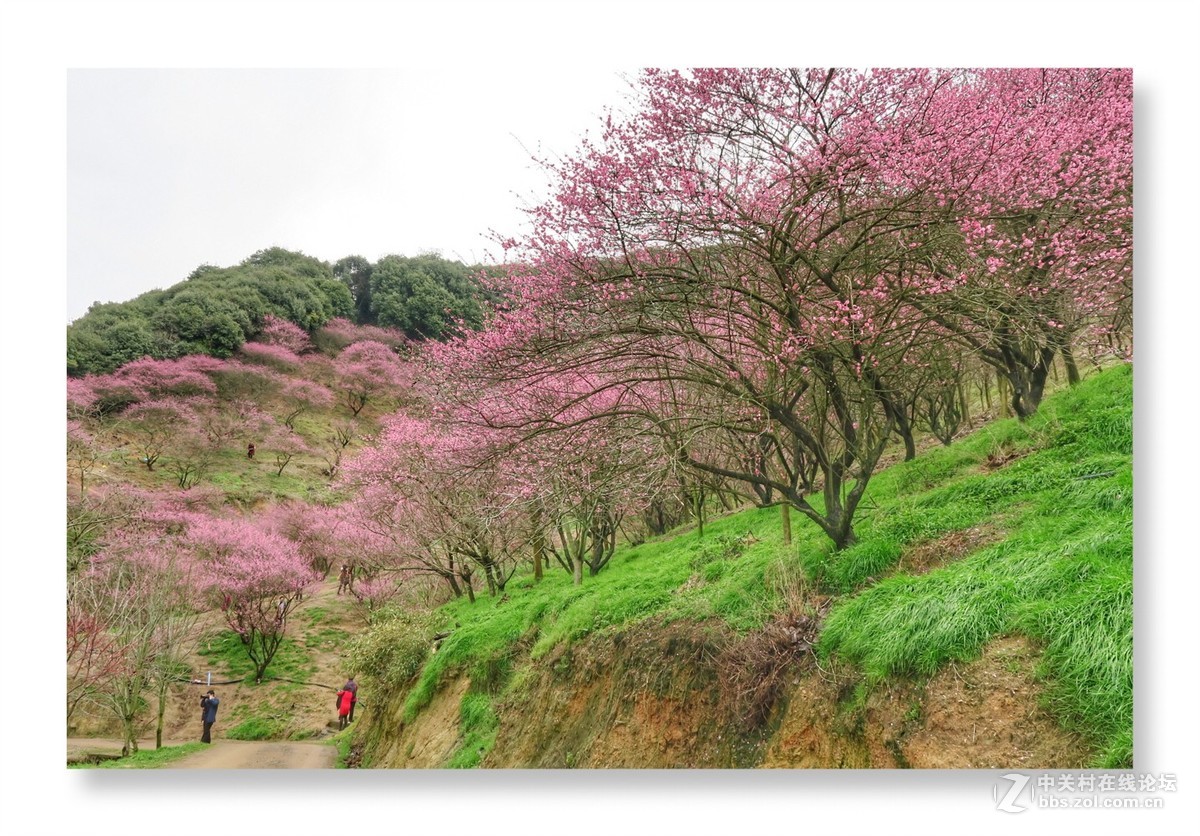 漫山遍野是梅花
