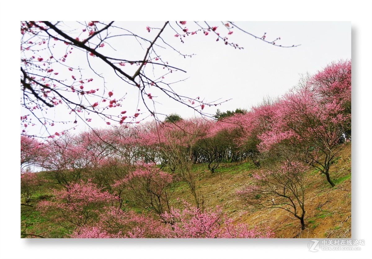 漫山遍野是梅花