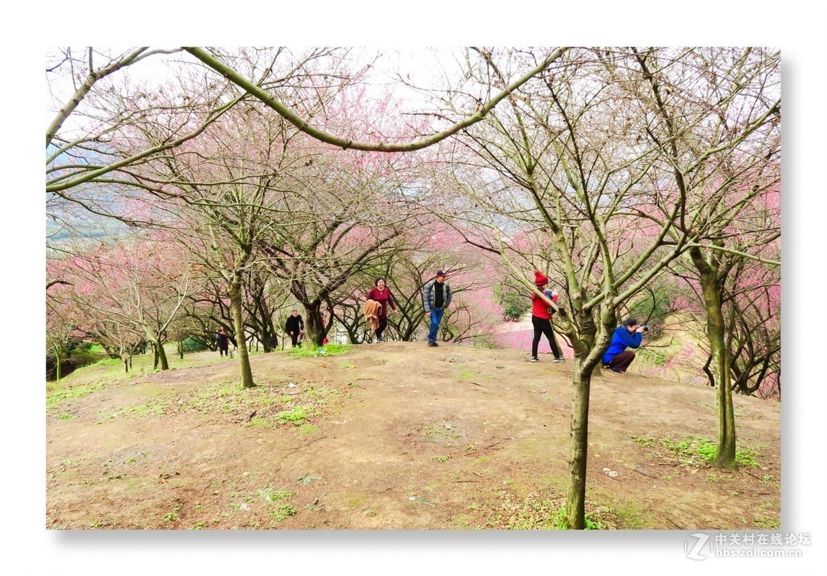 漫山遍野是梅花