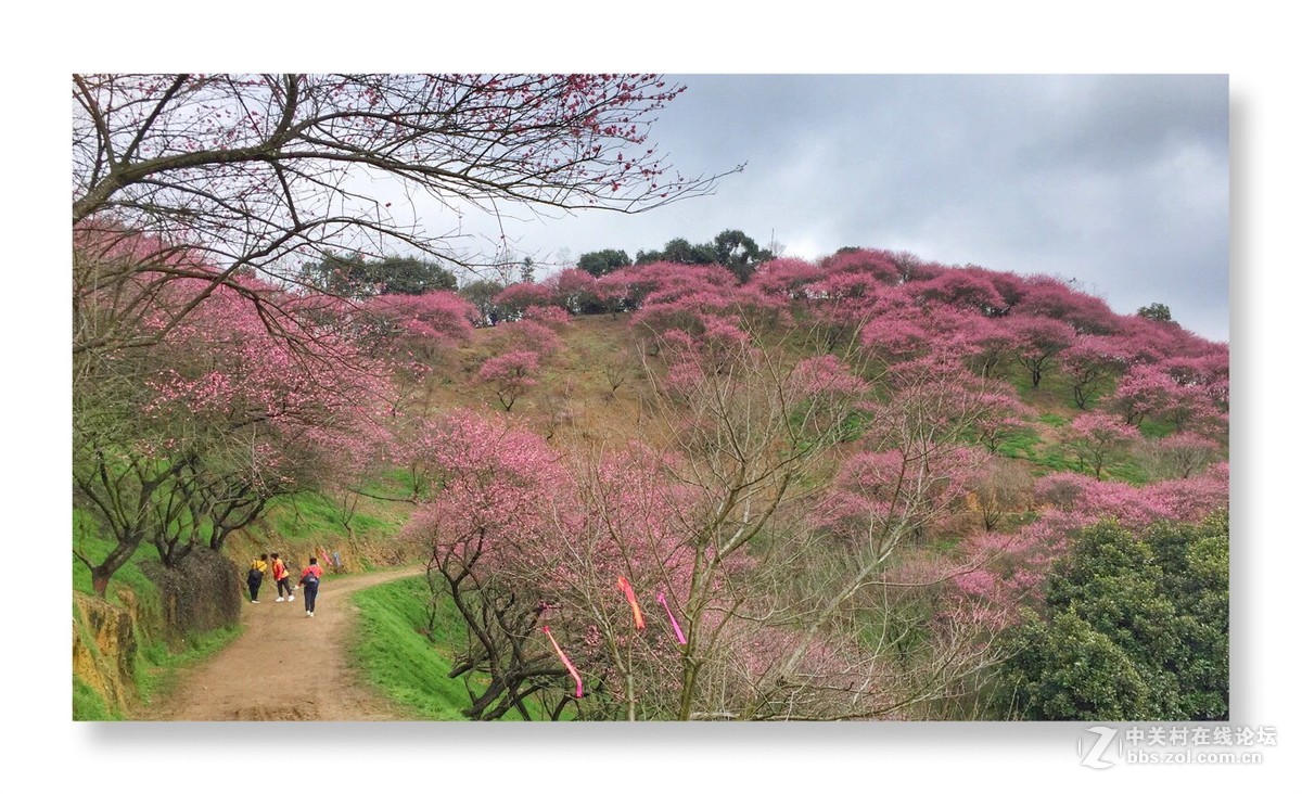 漫山遍野是梅花