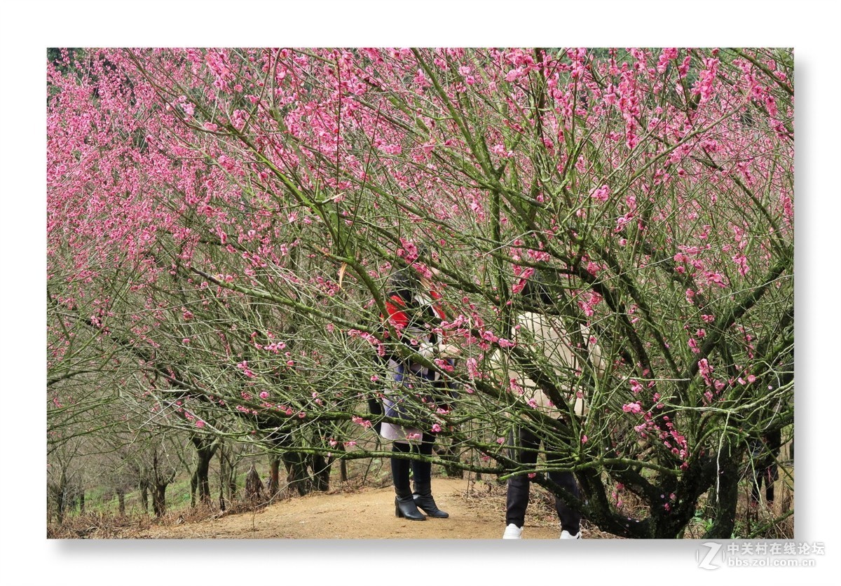 漫山遍野是梅花