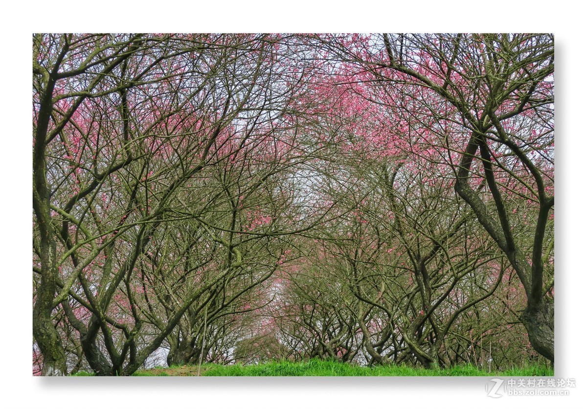 漫山遍野是梅花