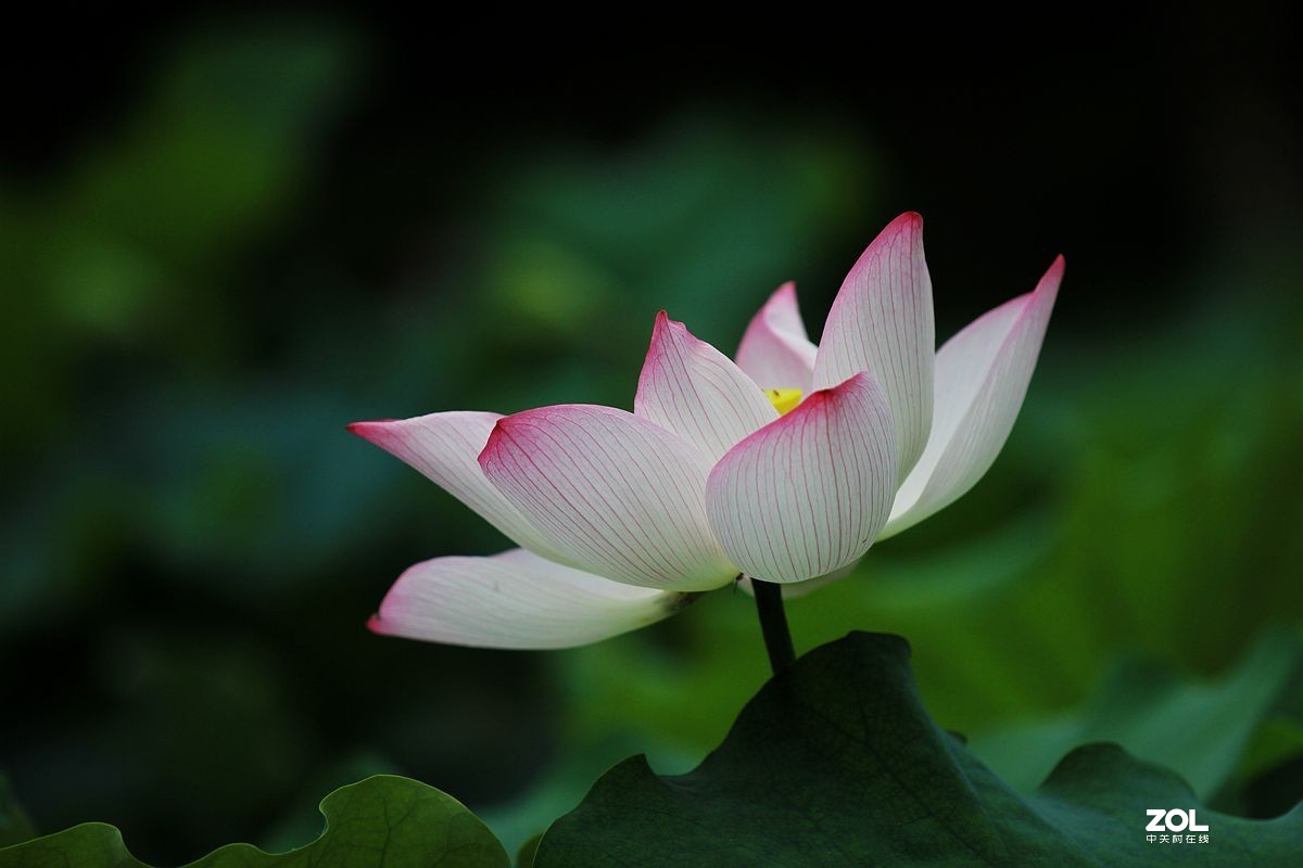 荷花24