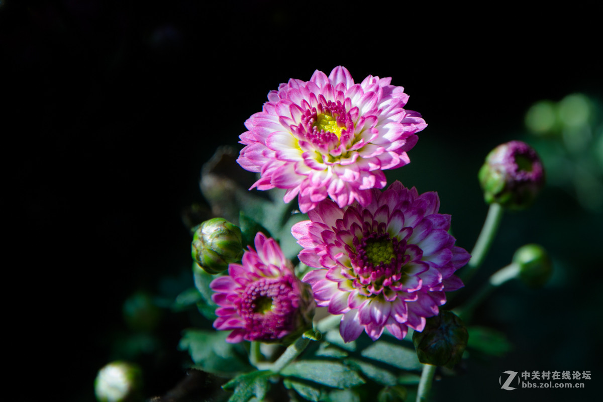 春夏秋冬四季花