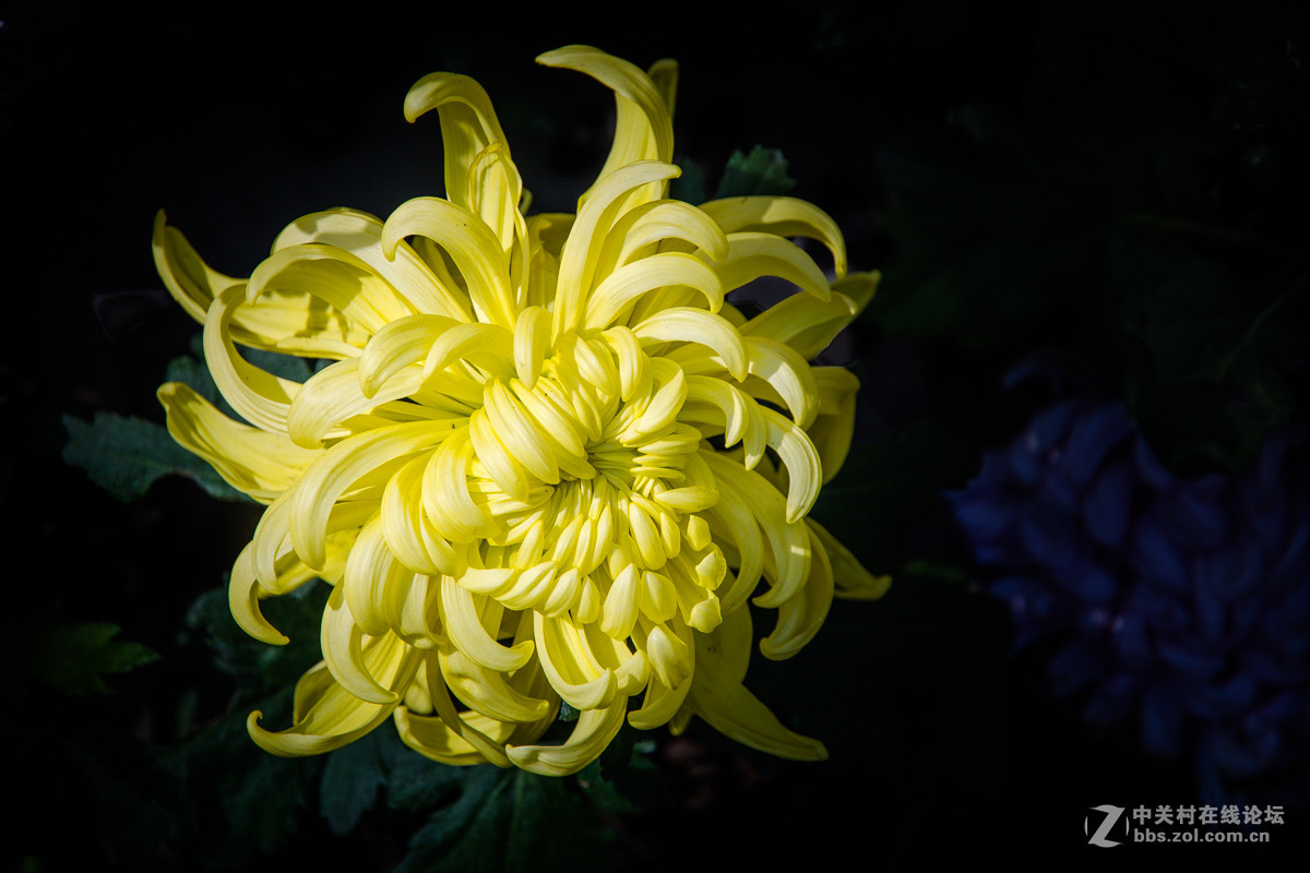 春夏秋冬四季花-中关村在线摄影论坛