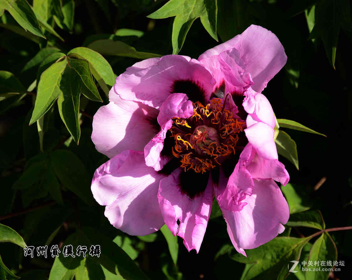 #ZOL月赛-四月物语# 河州牡丹初绽放