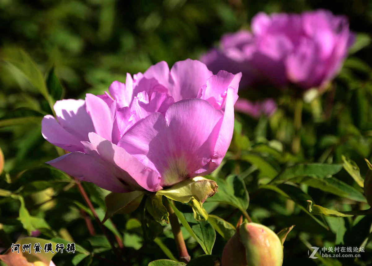 #ZOL月赛-四月物语# 河州牡丹初绽放