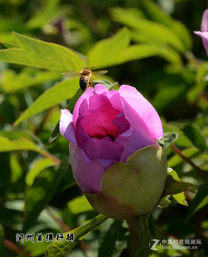 #ZOL月赛-四月物语# 河州牡丹初绽放