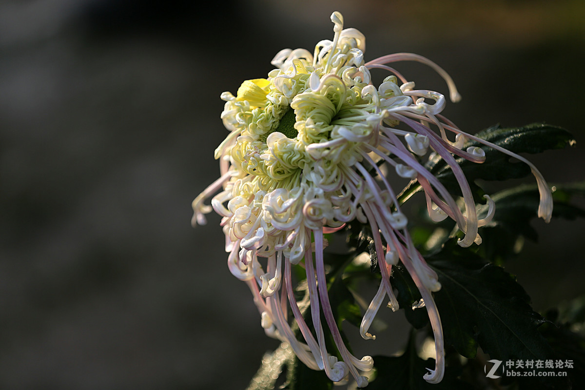 金秋，菊花香【续一】