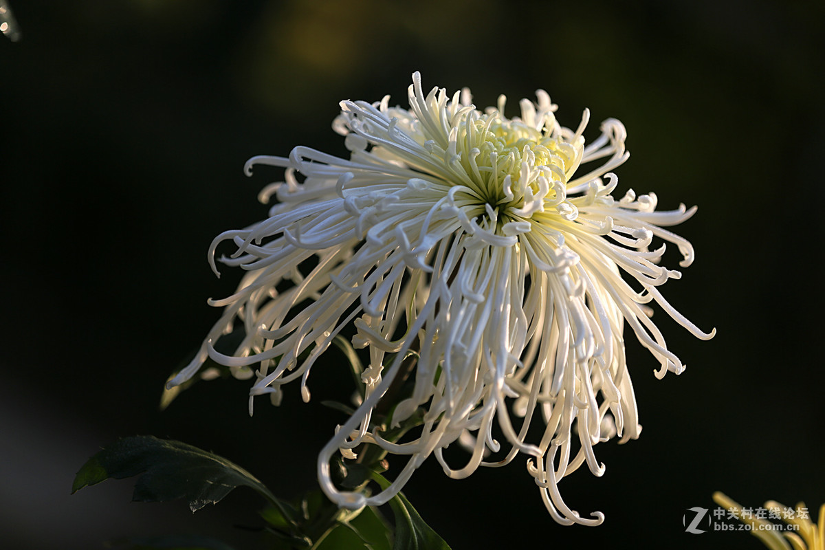 金秋，菊花香【续一】