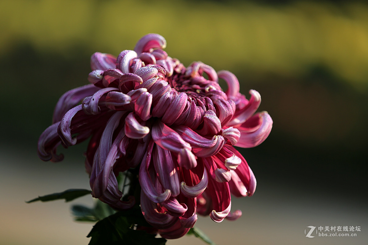 金秋，菊花香【续一】