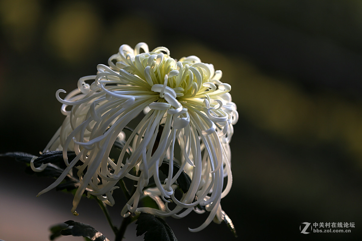 金秋，菊花香【续一】