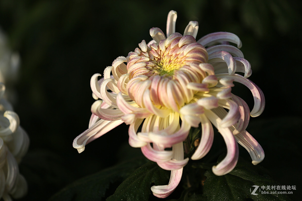 金秋，菊花香【续一】