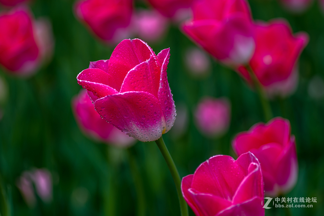 哈苏  Makro-Planar@ T* f/4-120 mm 拍郁金香