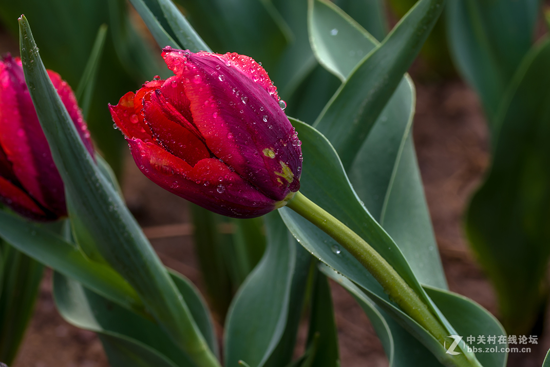 哈苏  Makro-Planar@ T* f/4-120 mm 拍郁金香