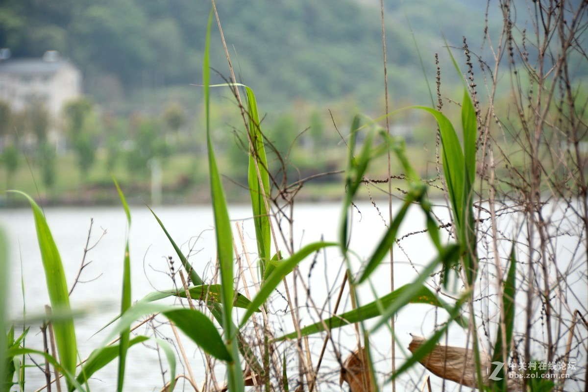 新买的18-200镜头，试拍一下效果。