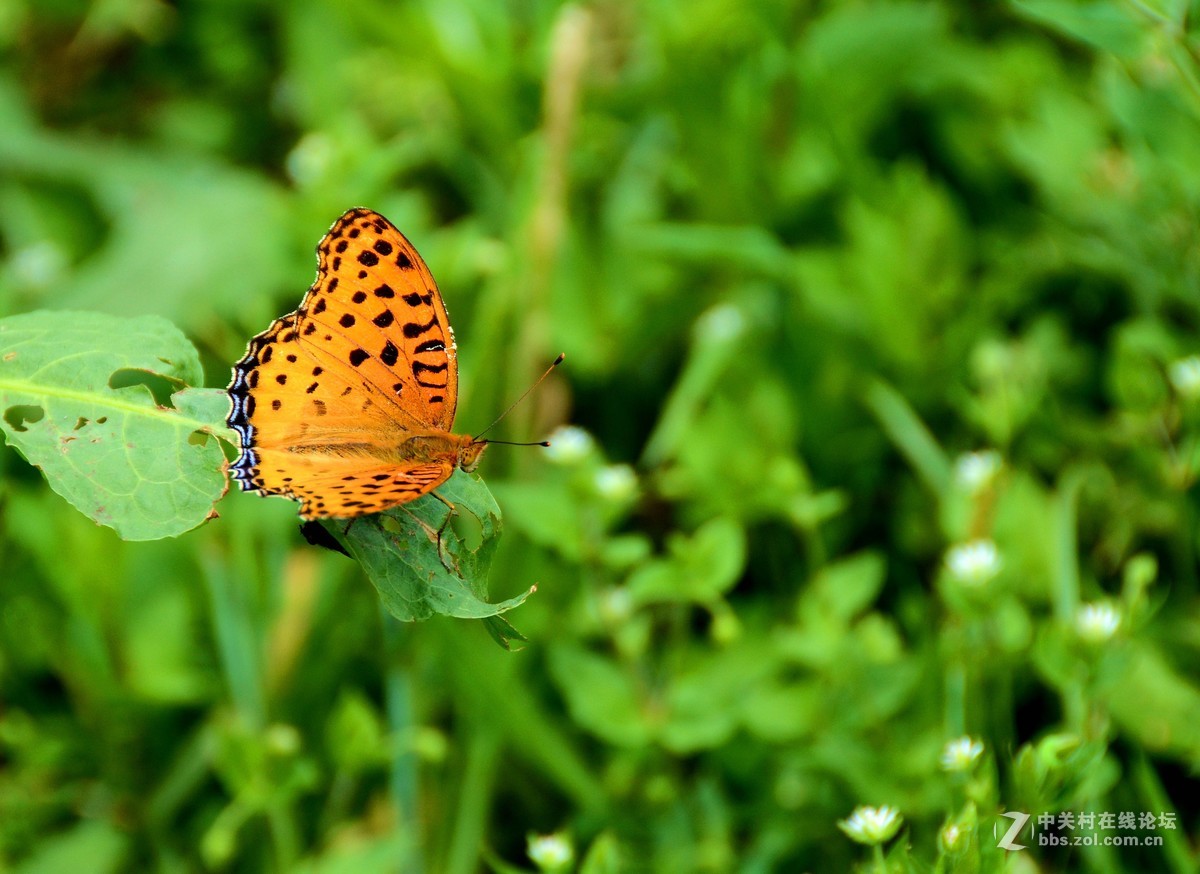 新买的18-200镜头，试拍一下效果。