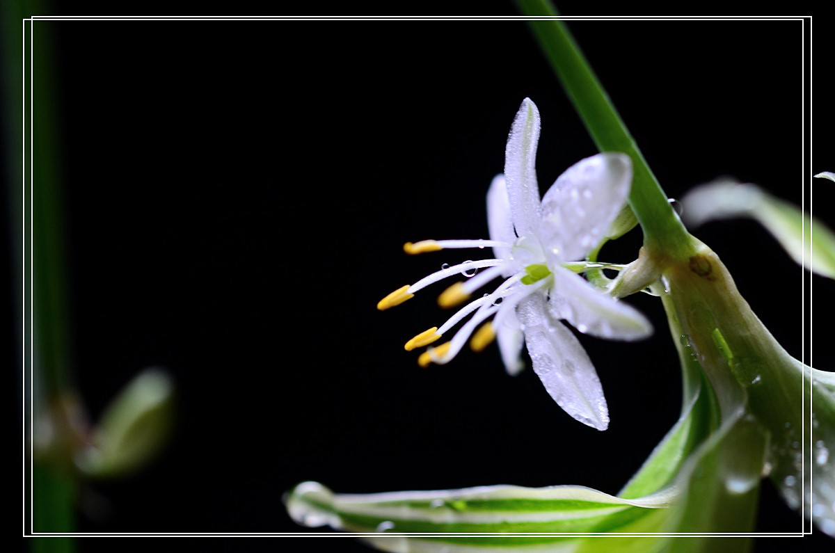微距——吊兰花