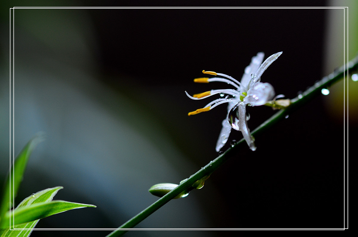 微距——吊兰花