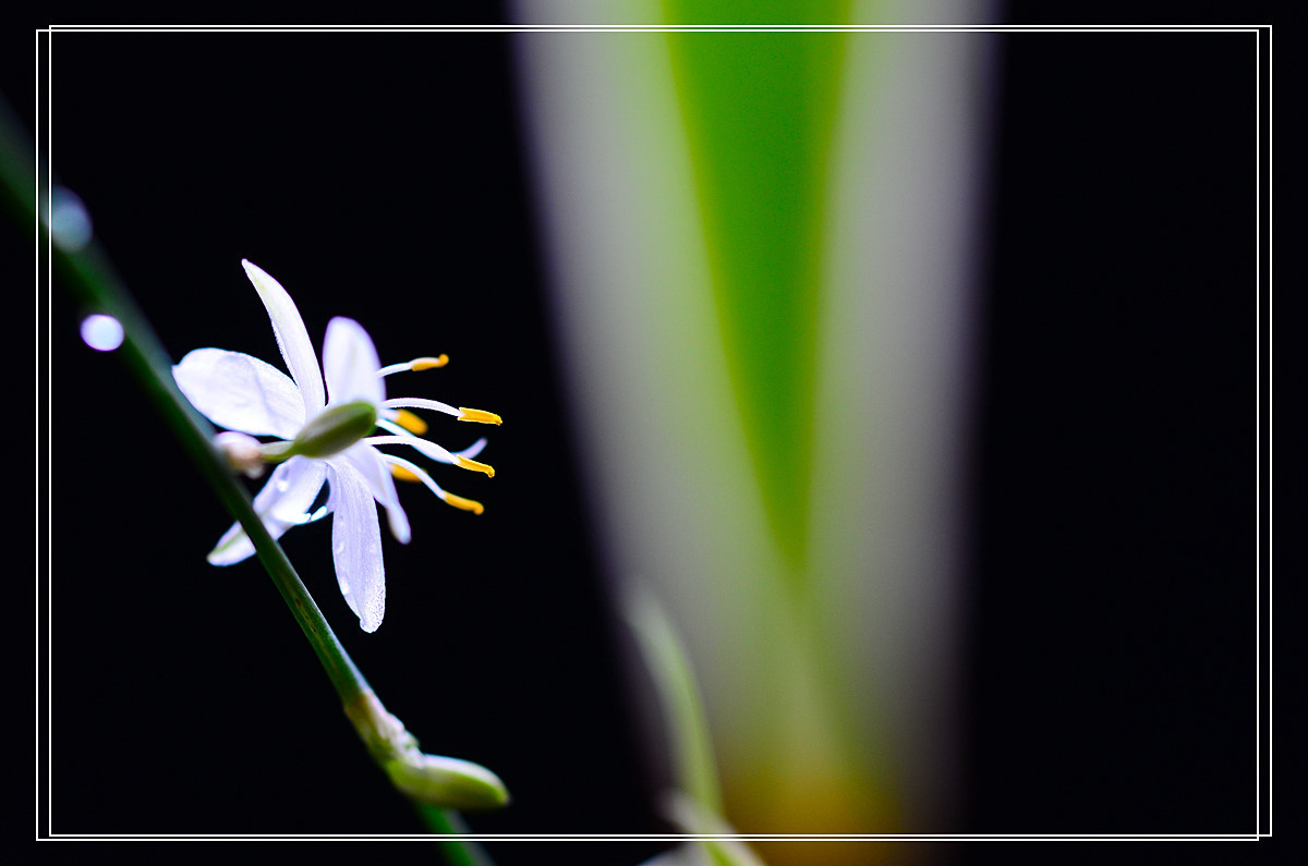 微距——吊兰花