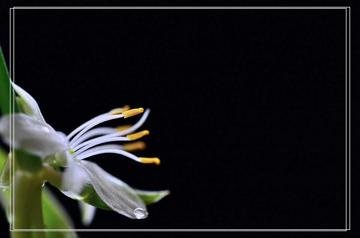 微距——吊兰花