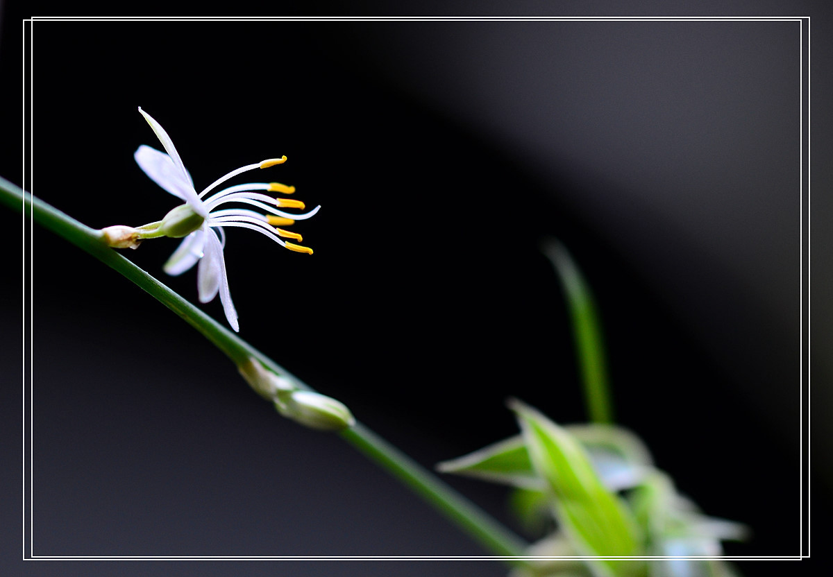 微距——吊兰花