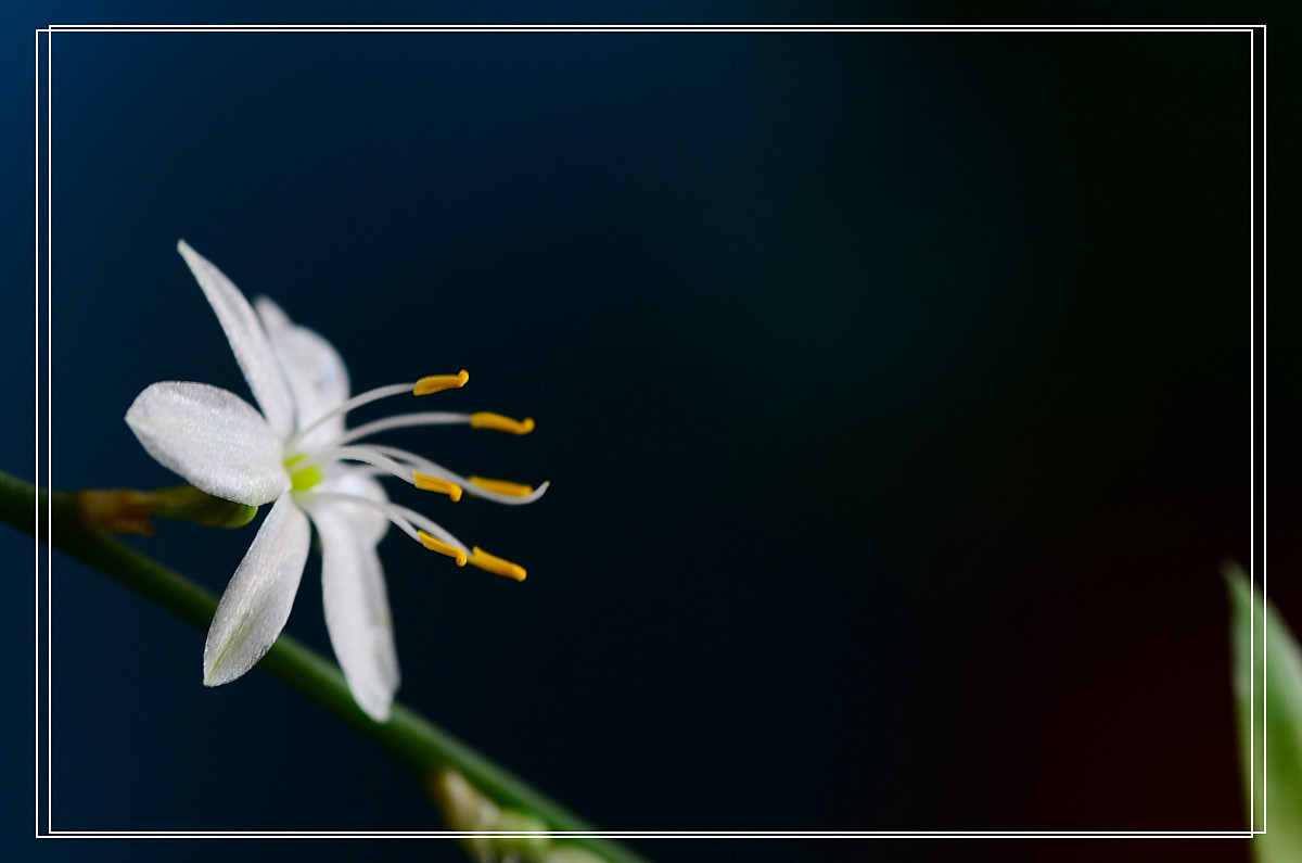 微距——吊兰花