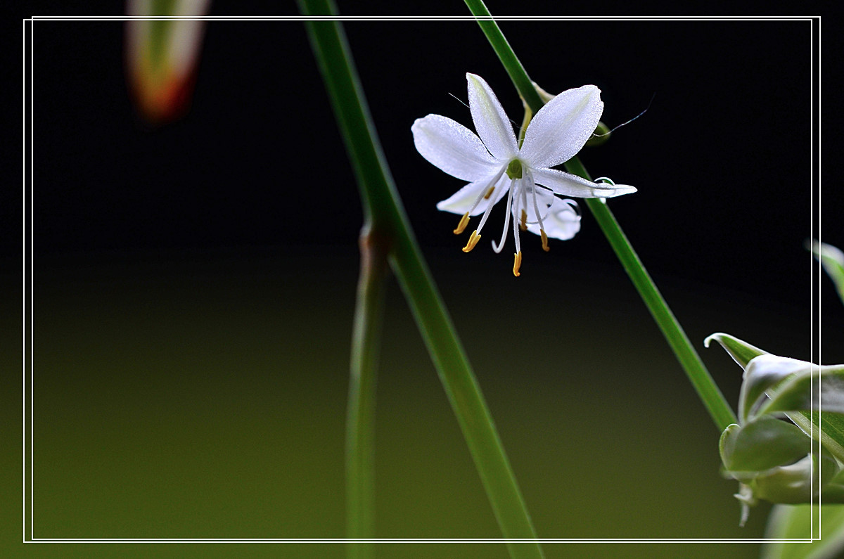 微距——吊兰花