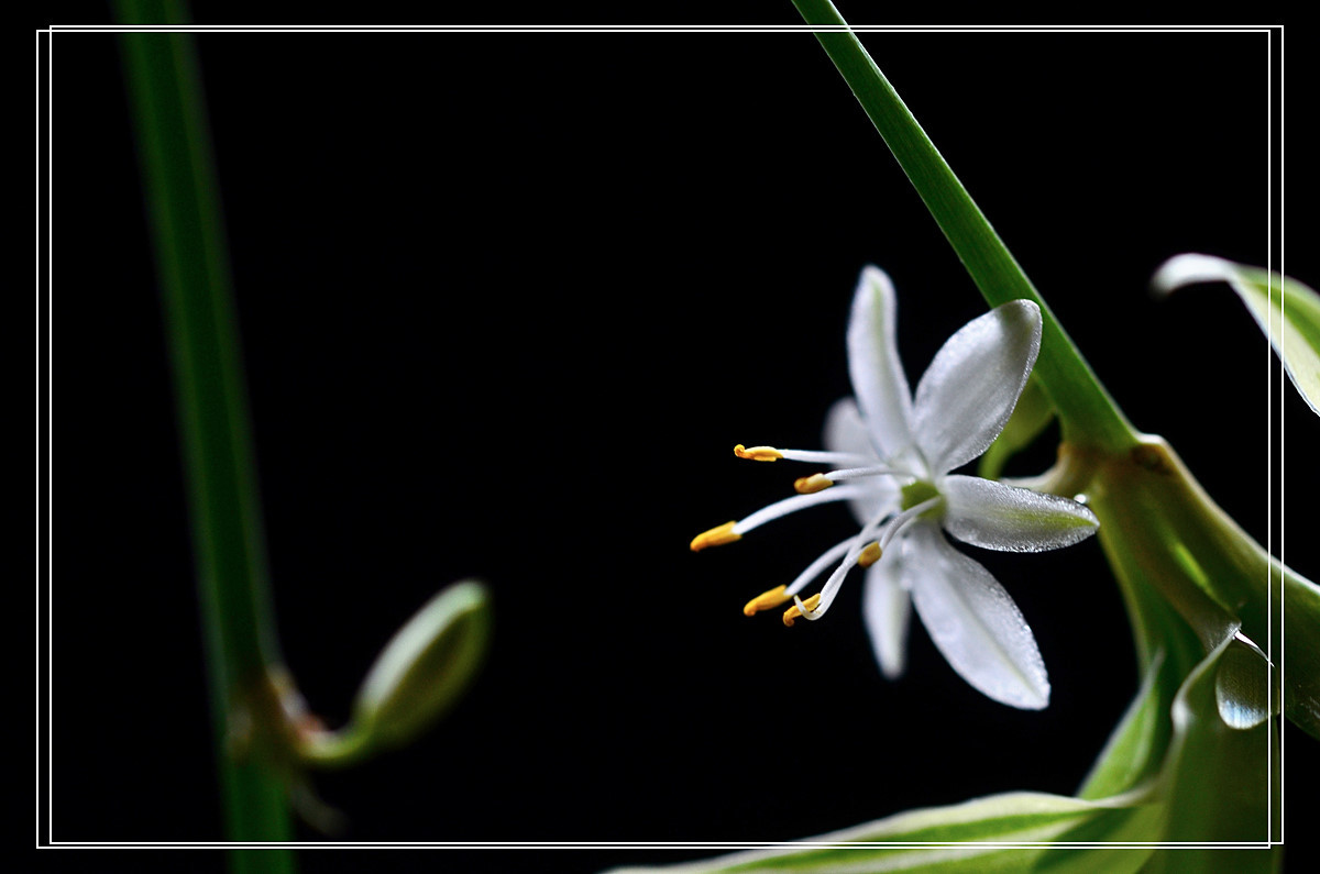 微距——吊兰花
