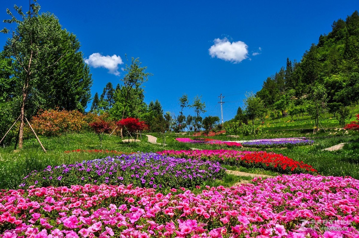 漫山遍野花烂漫02