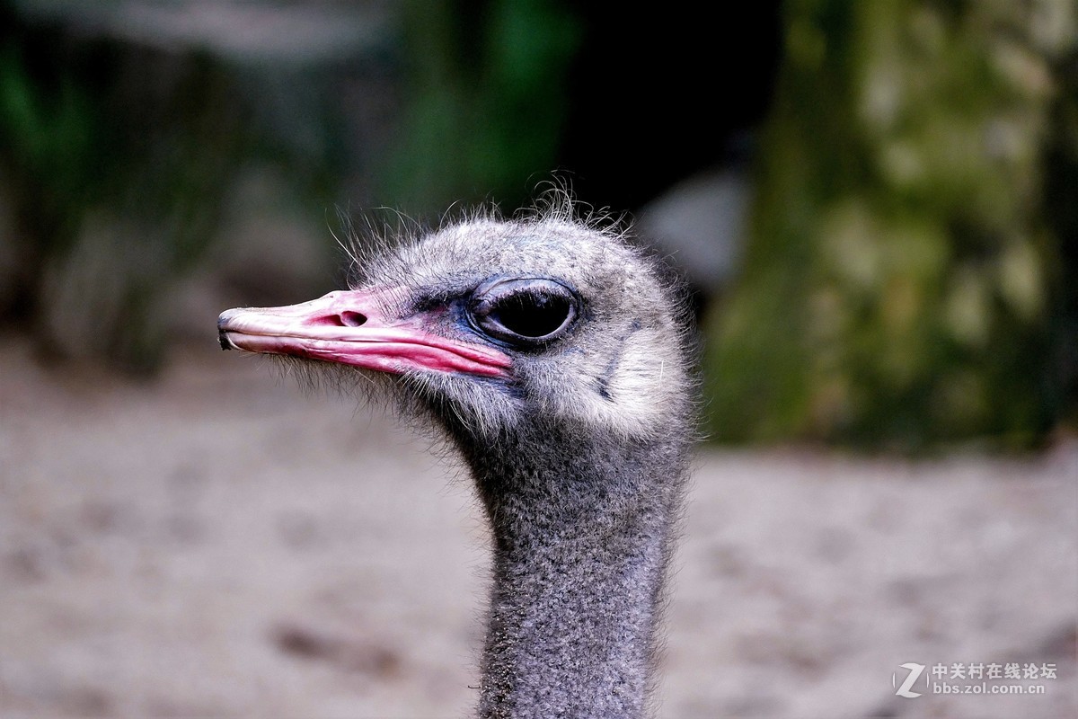 夏日观湖景 处处闻啼鸟