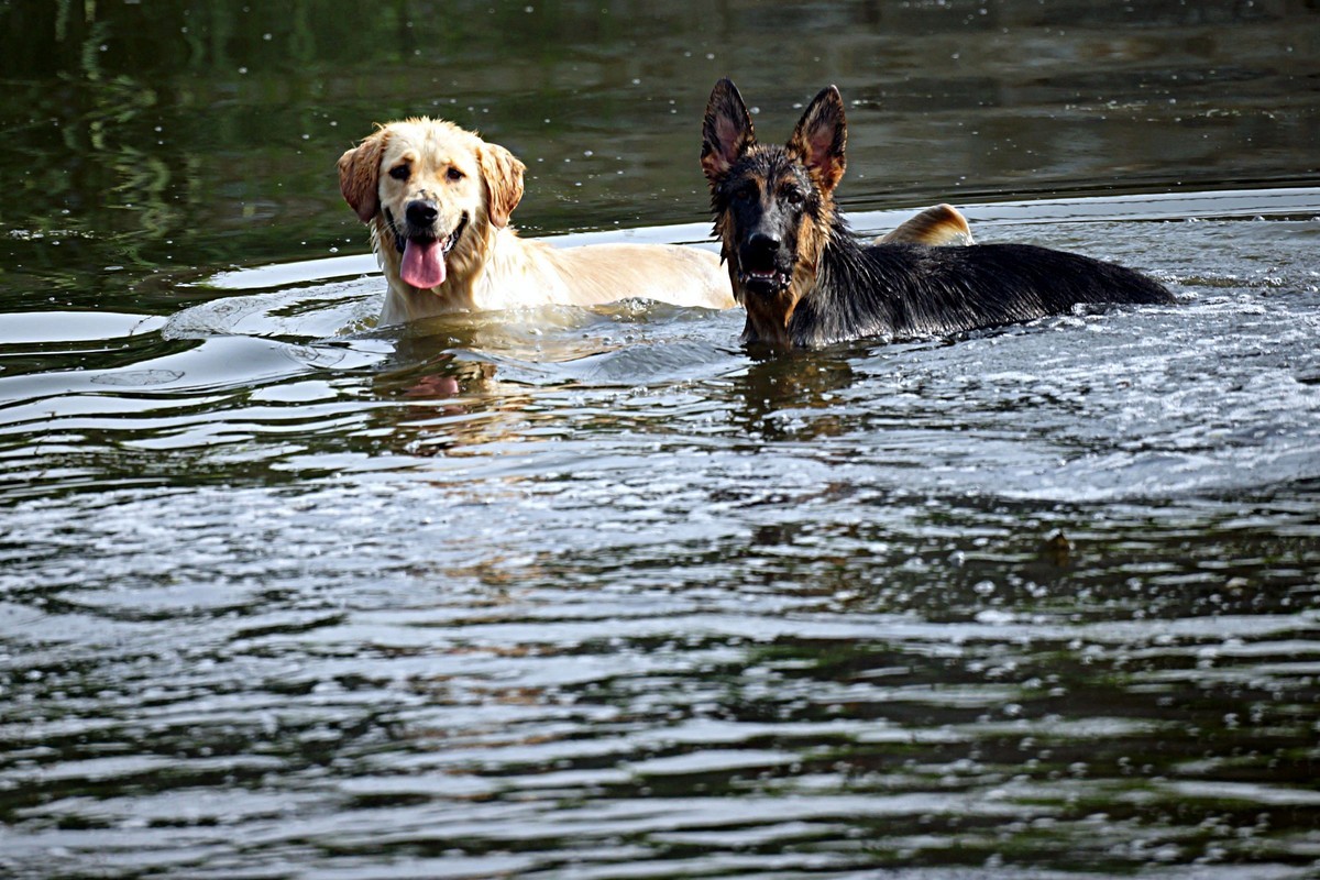 吓跑白鹭的落水狗