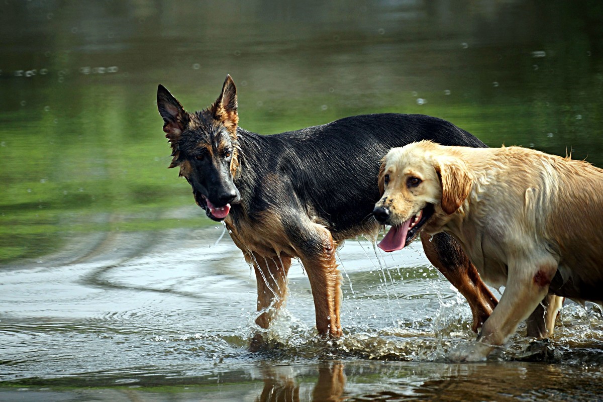 吓跑白鹭的落水狗