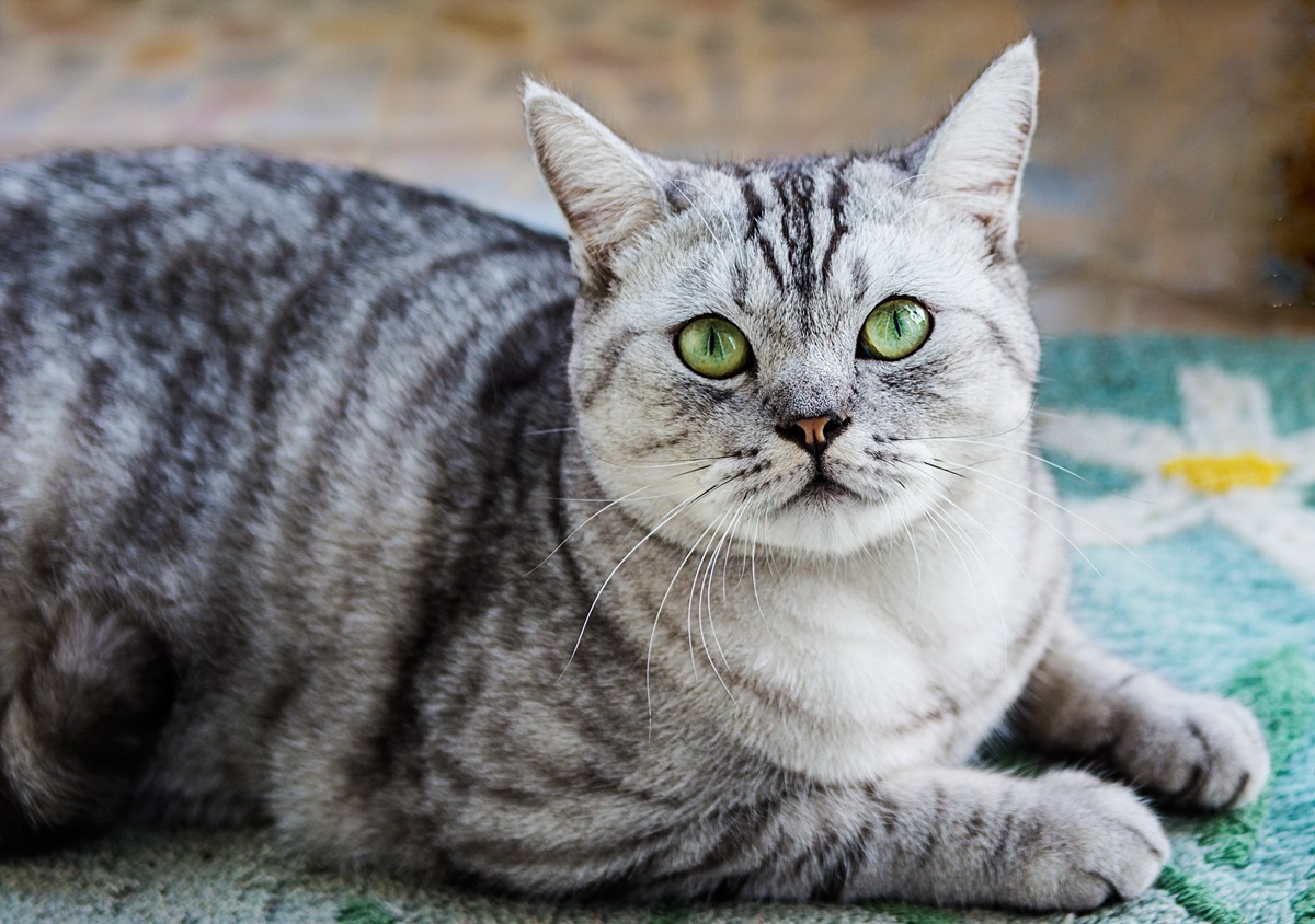 猫咪专贴