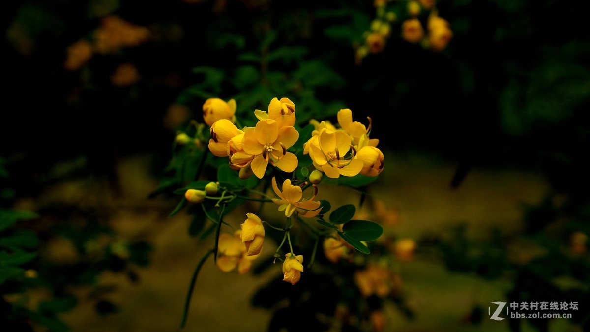 双荚决明与格桑