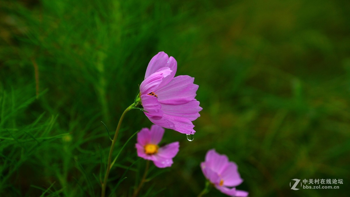 双荚决明与格桑