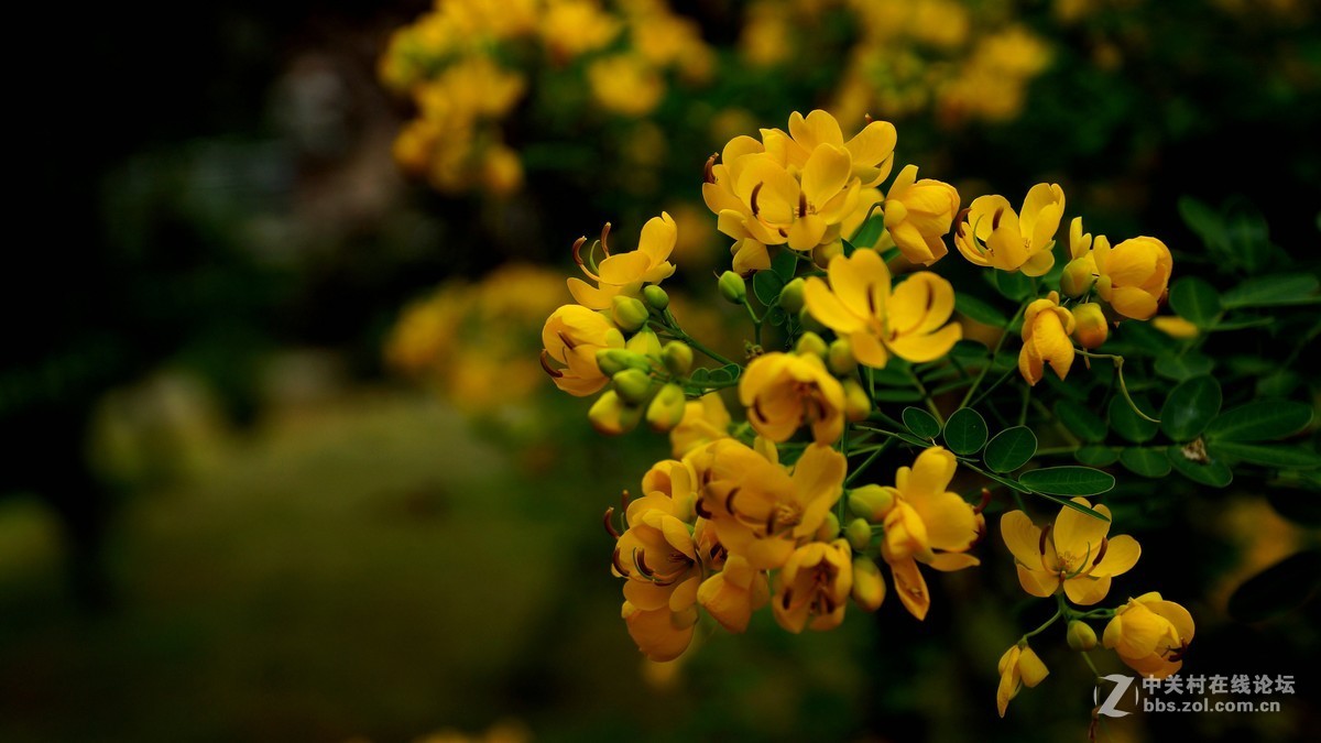 双荚决明与格桑