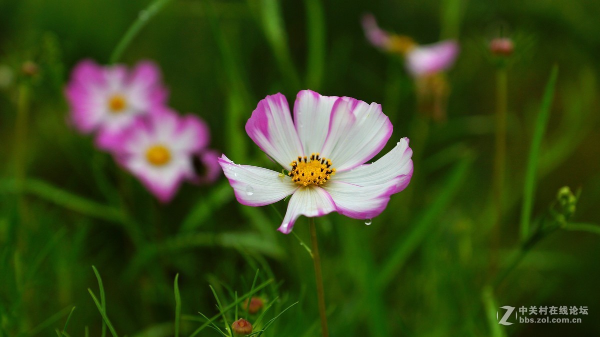 双荚决明与格桑