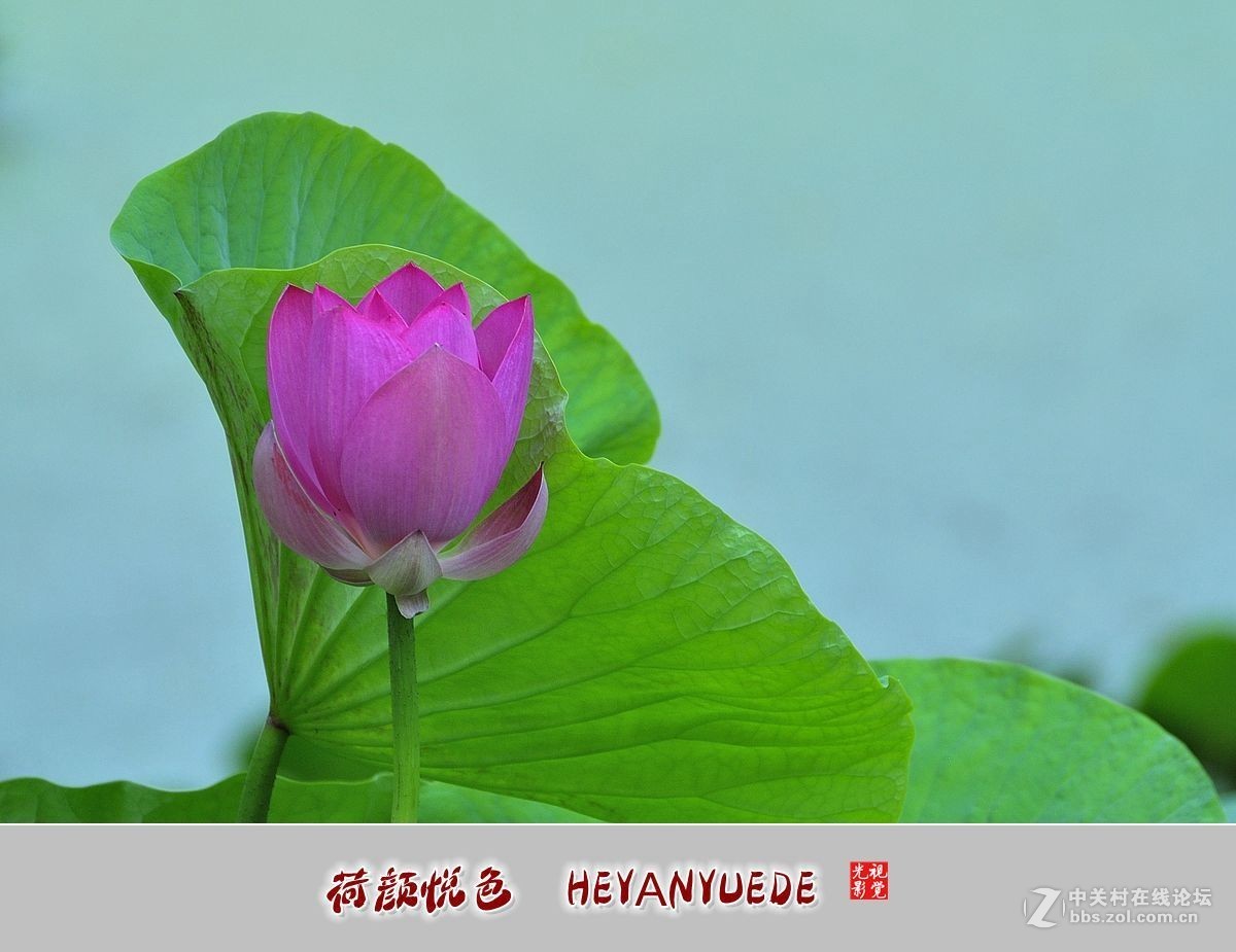 【视觉光影】——夏荷（41）