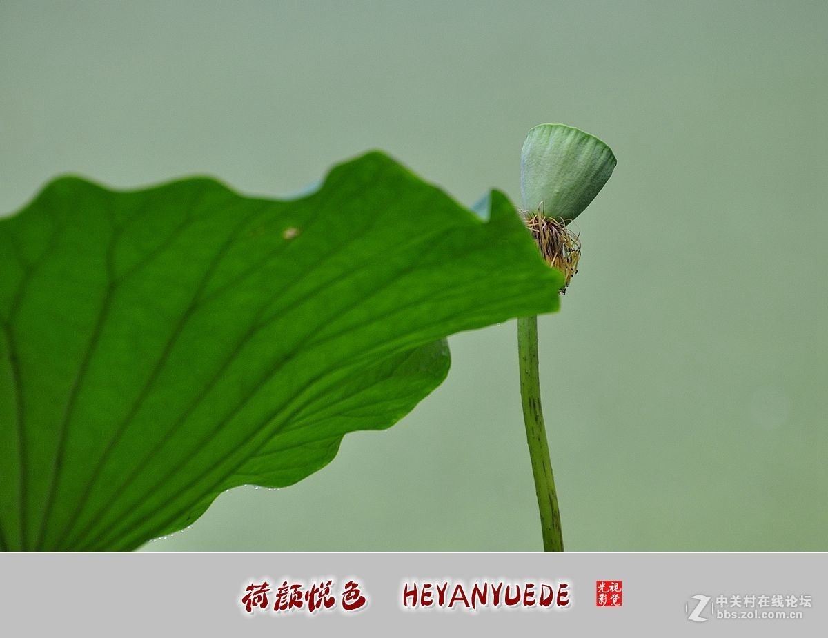 【视觉光影】——夏荷（41）