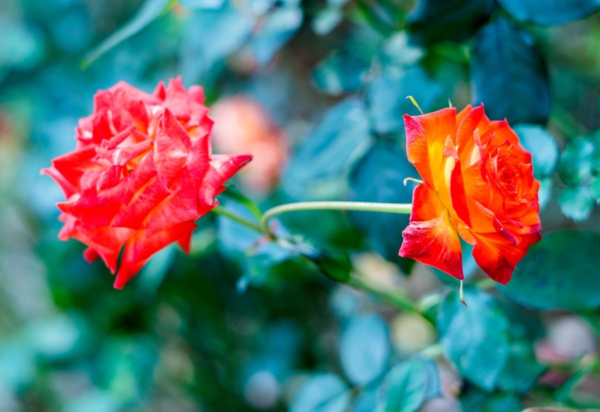 公园里的花花草草。。。。。。。。。。。。。。。。！