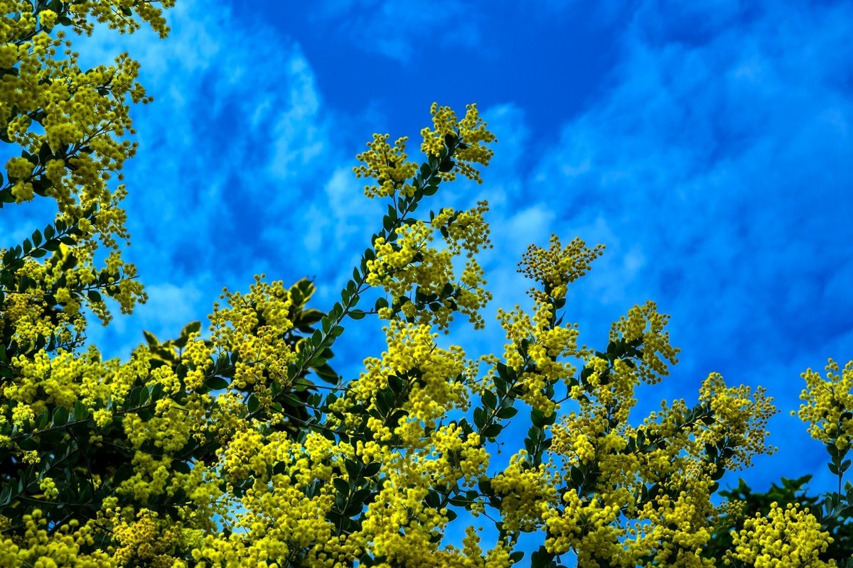 公园里的花花草草。。。。。。。。。。。。。。。。！